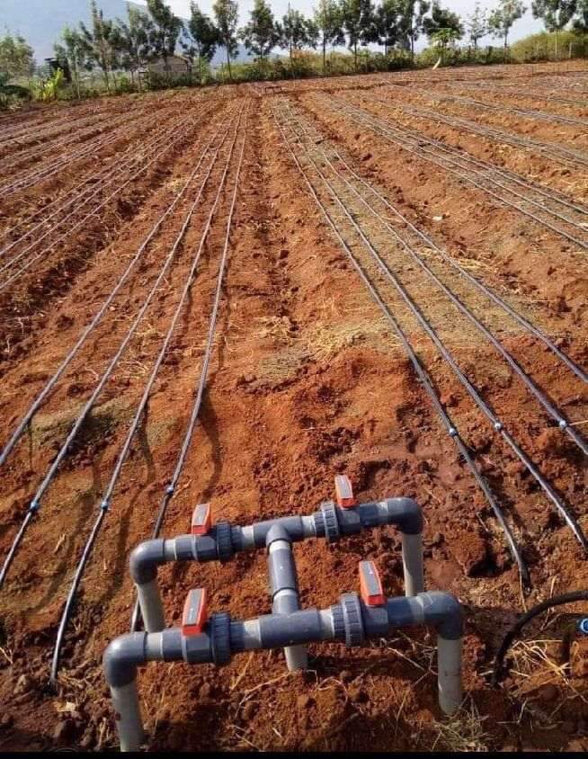 Drip irrigation network across farmland